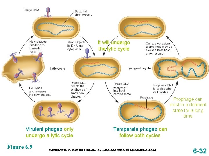 It will undergo the lytic cycle Prophage can exist in a dormant state for
