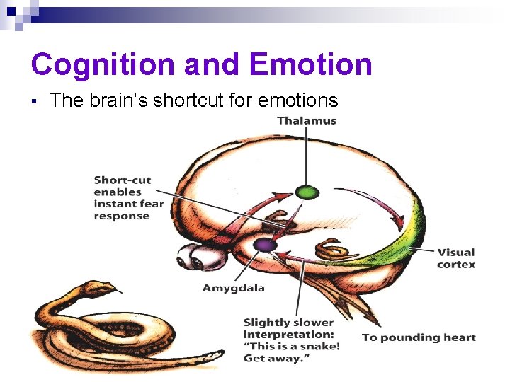 Cognition and Emotion § The brain’s shortcut for emotions 