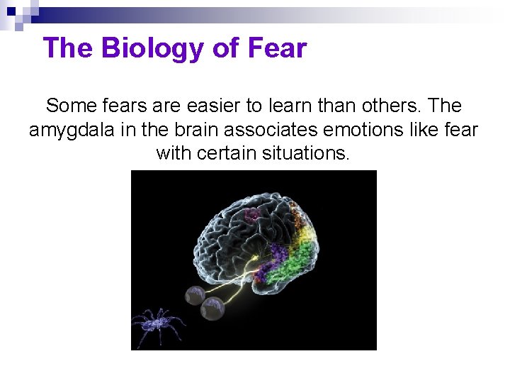 The Biology of Fear Some fears are easier to learn than others. The amygdala