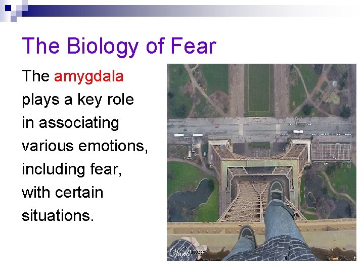 The Biology of Fear The amygdala plays a key role in associating various emotions,