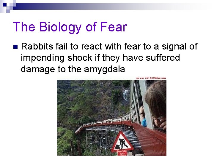 The Biology of Fear n Rabbits fail to react with fear to a signal