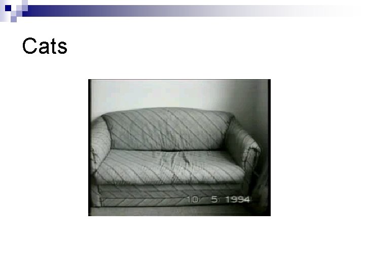 Cats 