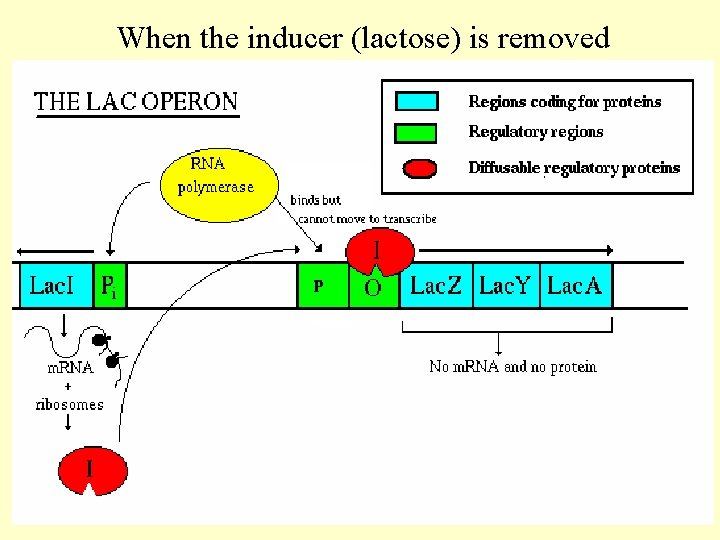When the inducer (lactose) is removed 