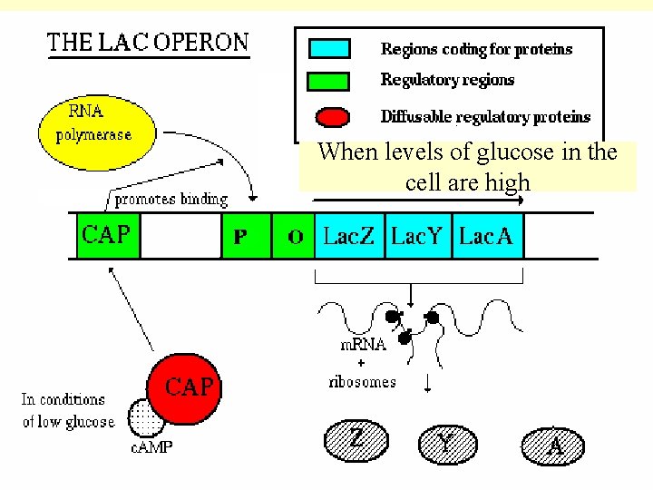 When levels of glucose in the cell are high 