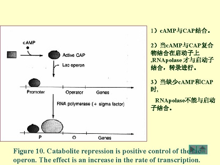 1）c. AMP与CAP结合。 2）当c. AMP与CAP复合 物结合在启动子上 , RNApolase 才与启动子 结合，转录进行。 3）当缺少c. AMP和CAP 时, RNApolase不能与启动 子结合。
