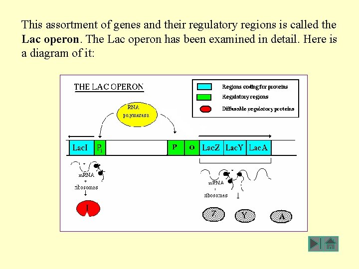 This assortment of genes and their regulatory regions is called the Lac operon. The