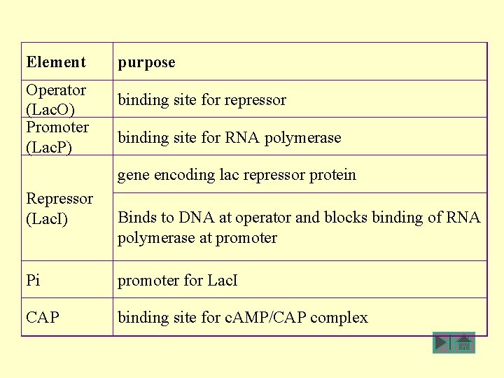 Element Operator (Lac. O) Promoter (Lac. P) purpose binding site for repressor binding site