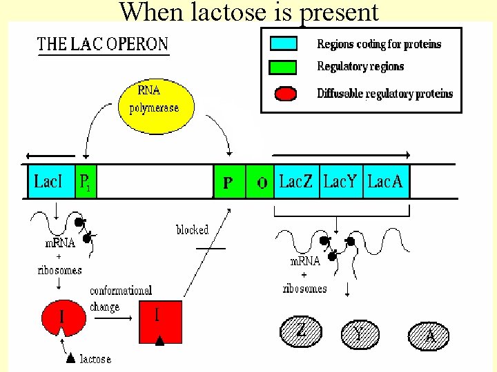 When lactose is present 