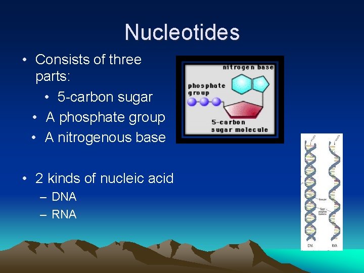 Nucleotides • Consists of three parts: • 5 -carbon sugar • A phosphate group Nucleotides • Consists of three parts: • 5 -carbon sugar • A phosphate group