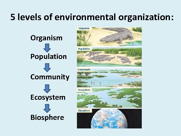 5 levels of environmental organization: Organism Population Community Ecosystem Biosphere 