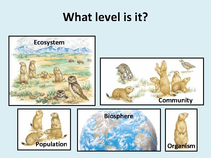 What level is it? Ecosystem Community Biosphere Population Organism 