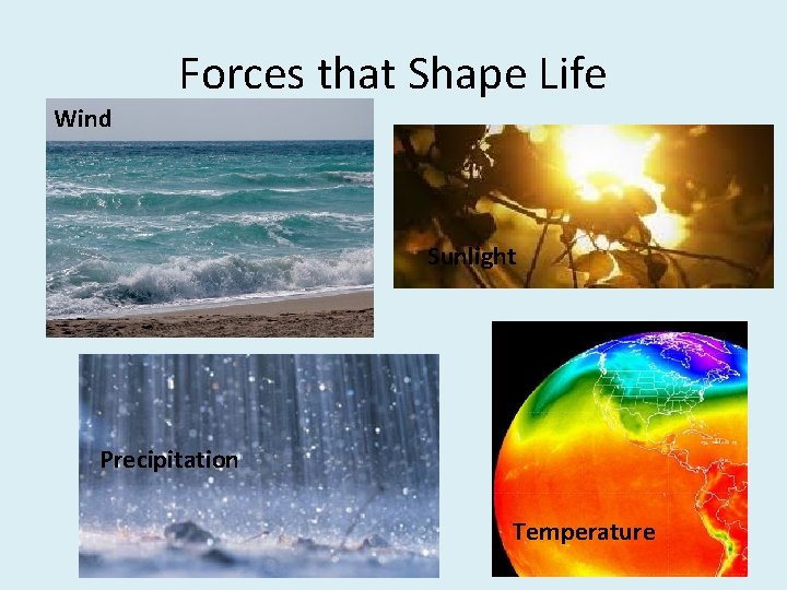 Forces that Shape Life Wind Sunlight Precipitation Temperature 