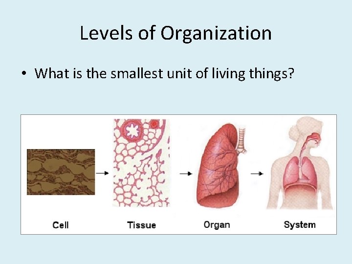Levels of Organization • What is the smallest unit of living things? 