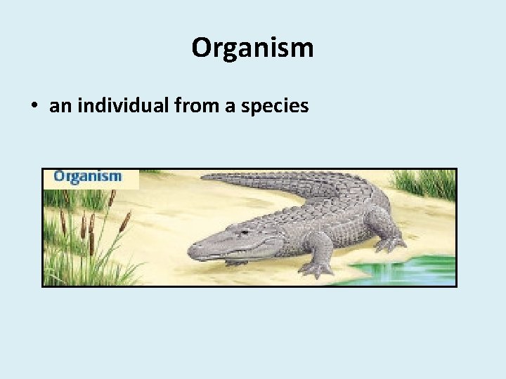 Organism • an individual from a species 