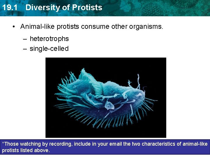 19. 1 Diversity of Protists • Animal-like protists consume other organisms. – heterotrophs –