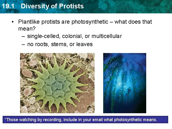 19. 1 Diversity of Protists • Plantlike protists are photosynthetic – what does that