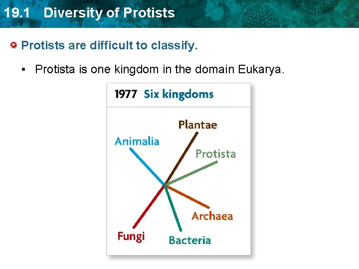 19. 1 Diversity of Protists are difficult to classify. • Protista is one kingdom