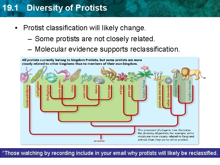 19. 1 Diversity of Protists • Protist classification will likely change. – Some protists