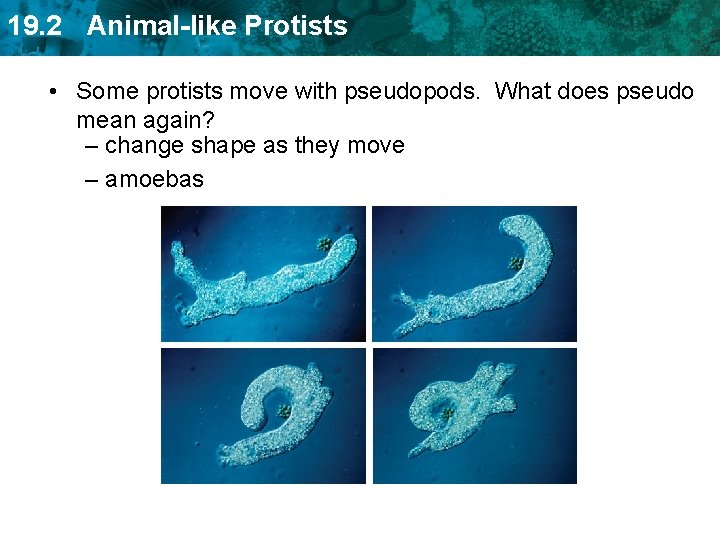 19. 2 Animal-like Protists • Some protists move with pseudopods. What does pseudo mean