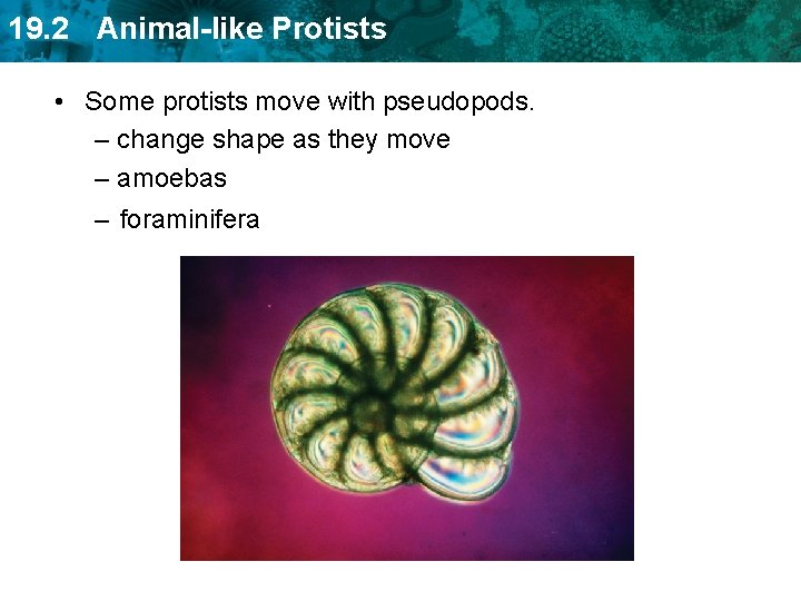 19. 2 Animal-like Protists • Some protists move with pseudopods. – change shape as