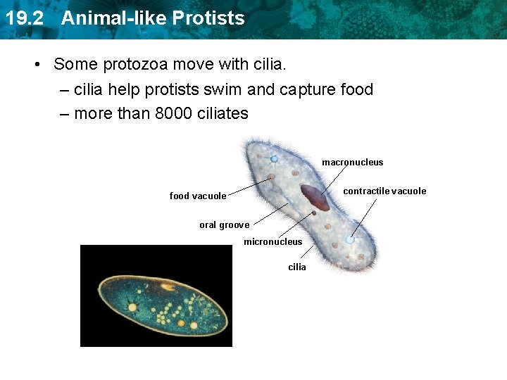 19. 2 Animal-like Protists • Some protozoa move with cilia. – cilia help protists