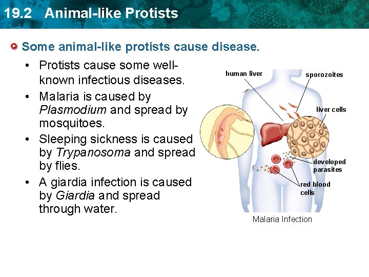 19. 2 Animal-like Protists Some animal-like protists cause disease. • Protists cause some wellknown