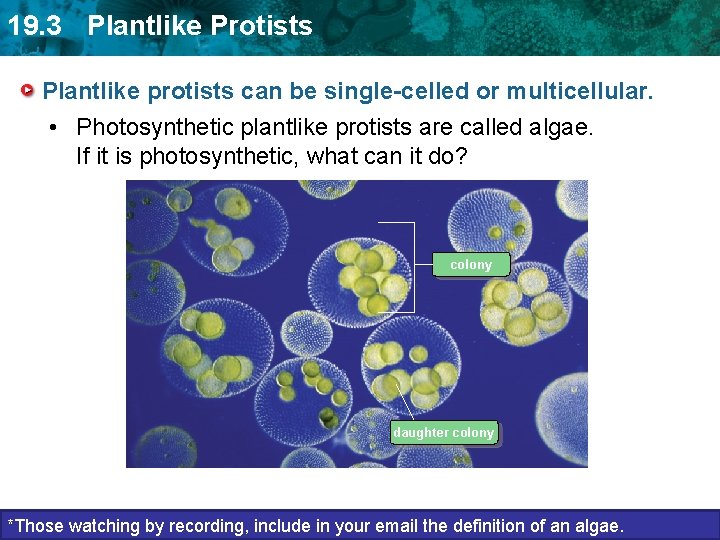 19. 3 Plantlike Protists Plantlike protists can be single-celled or multicellular. • Photosynthetic plantlike