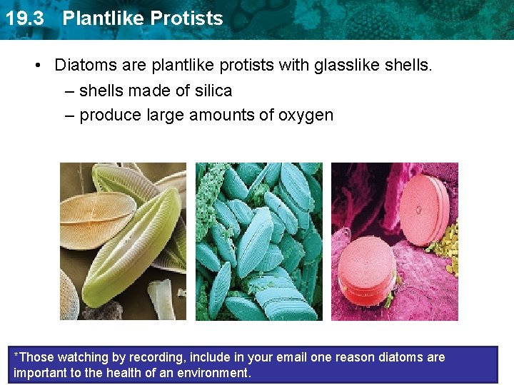 19. 3 Plantlike Protists • Diatoms are plantlike protists with glasslike shells. – shells