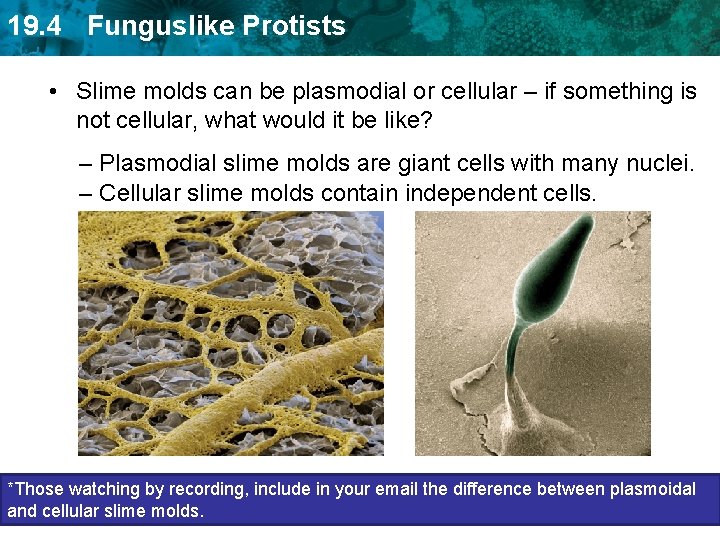 19. 4 Funguslike Protists • Slime molds can be plasmodial or cellular – if