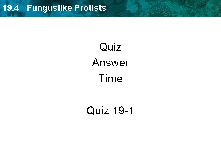 19. 4 Funguslike Protists Quiz Answer Time Quiz 19 -1 
