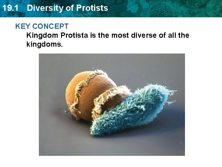 19. 1 Diversity of Protists KEY CONCEPT Kingdom Protista is the most diverse of