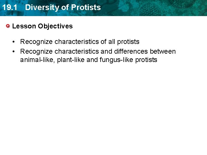 19. 1 Diversity of Protists Lesson Objectives • Recognize characteristics of all protists •