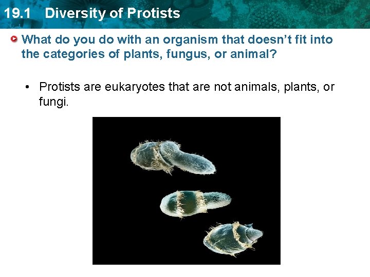 19. 1 Diversity of Protists What do you do with an organism that doesn’t
