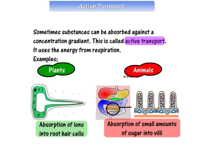 Active Transport 