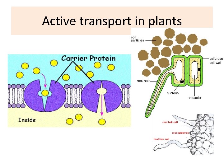 Active transport in plants 