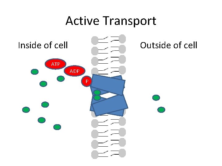 Active Transport Inside of cell Outside of cell ATP ADP P 
