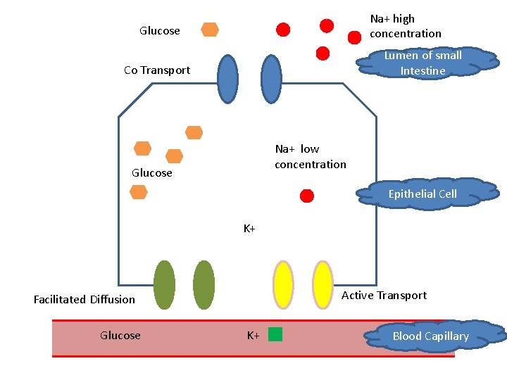Na+ high concentration Glucose Lumen of small Intestine Co Transport Na+ low concentration Glucose
