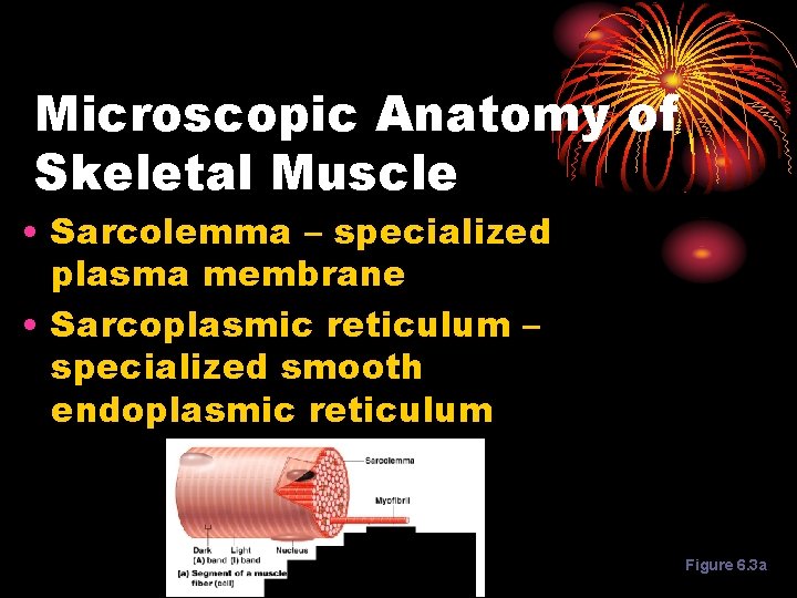 Microscopic Anatomy of Skeletal Muscle • Sarcolemma – specialized plasma membrane • Sarcoplasmic reticulum