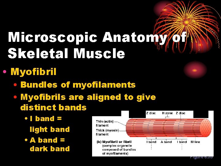 Microscopic Anatomy of Skeletal Muscle • Myofibril • Bundles of myofilaments • Myofibrils are