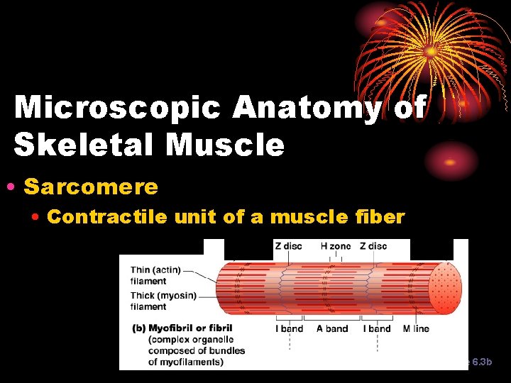 Microscopic Anatomy of Skeletal Muscle • Sarcomere • Contractile unit of a muscle fiber