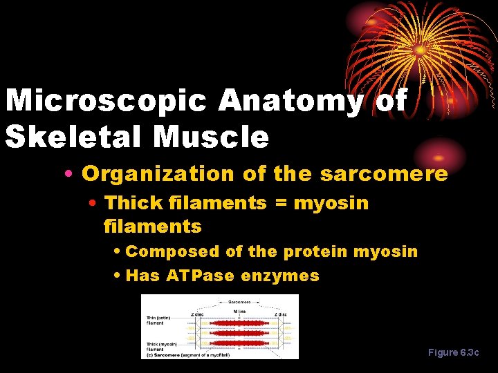 Microscopic Anatomy of Skeletal Muscle • Organization of the sarcomere • Thick filaments =