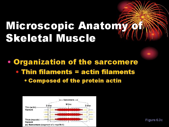 Microscopic Anatomy of Skeletal Muscle • Organization of the sarcomere • Thin filaments =
