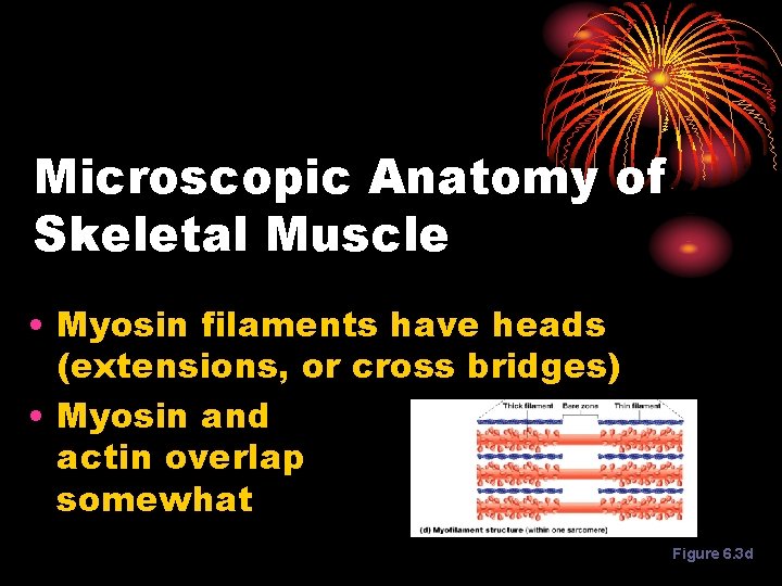 Microscopic Anatomy of Skeletal Muscle • Myosin filaments have heads (extensions, or cross bridges)