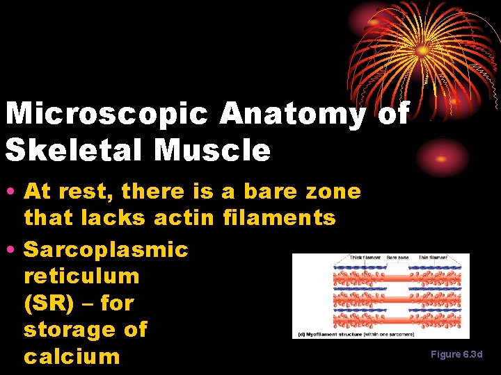 Microscopic Anatomy of Skeletal Muscle • At rest, there is a bare zone that