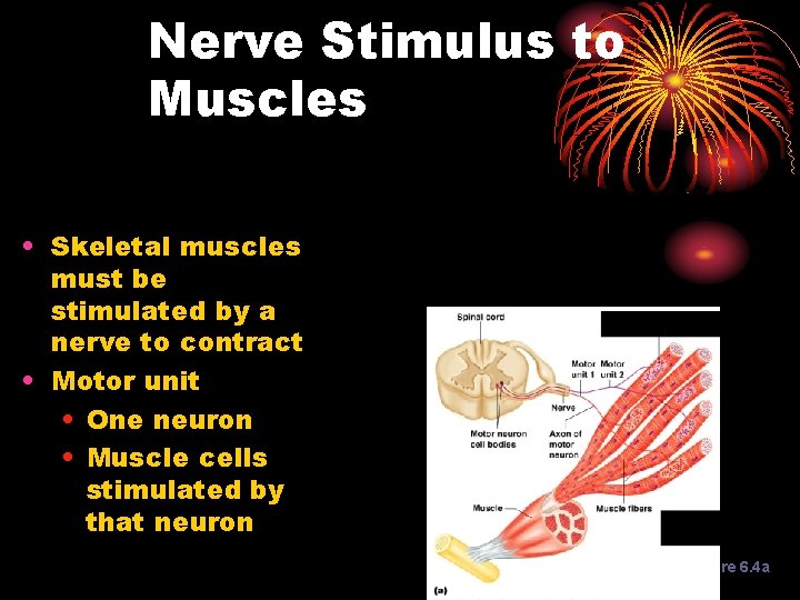 Nerve Stimulus to Muscles • Skeletal muscles must be stimulated by a nerve to