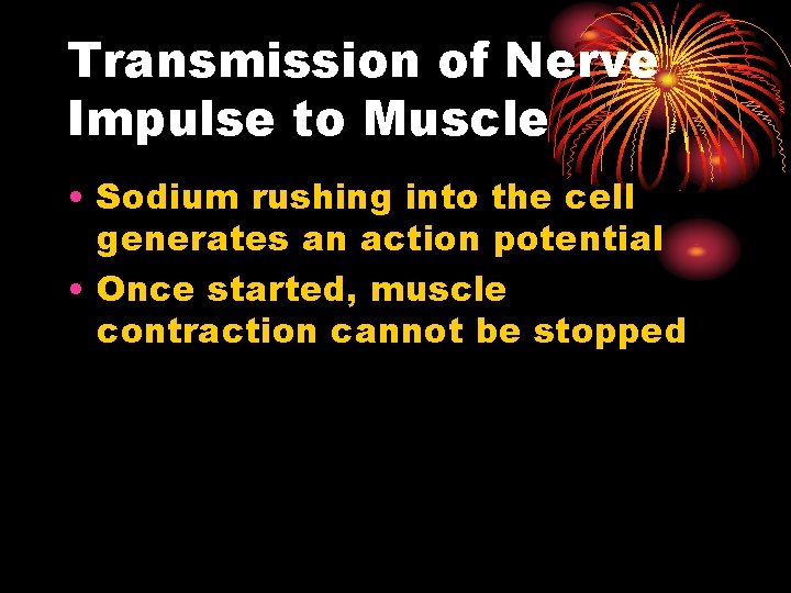 Transmission of Nerve Impulse to Muscle • Sodium rushing into the cell generates an