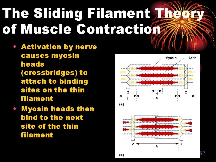 The Sliding Filament Theory of Muscle Contraction • Activation by nerve causes myosin heads