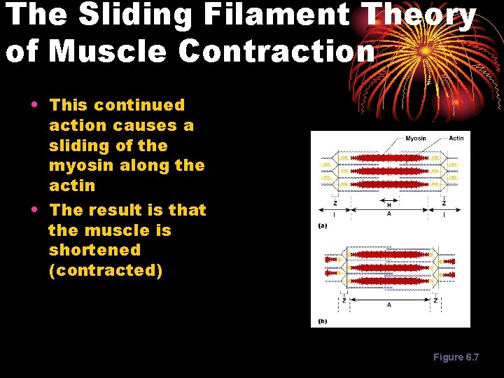 The Sliding Filament Theory of Muscle Contraction • This continued action causes a sliding