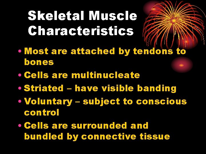 Skeletal Muscle Characteristics • Most are attached by tendons to bones • Cells are