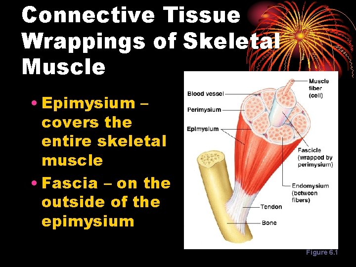 Connective Tissue Wrappings of Skeletal Muscle • Epimysium – covers the entire skeletal muscle